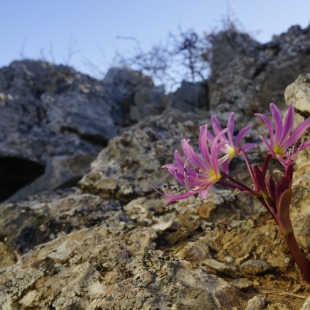 Brunsvigia radula